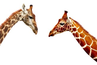 Bild von Giraffe heads isolated on white background