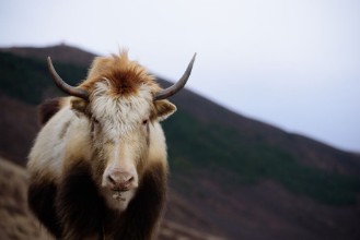 Pilt Yak in the valley