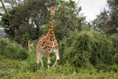 Picture of Giraffe among the trees in Lake Nakuru National Park