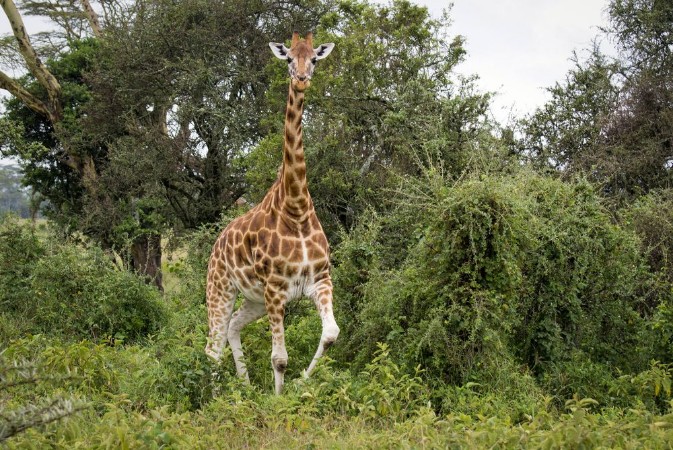 Picture of Giraffe among the trees in Lake Nakuru National Park