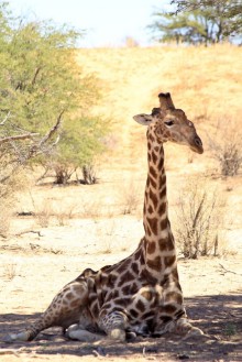 Picture of A giraffe sitting in the shade