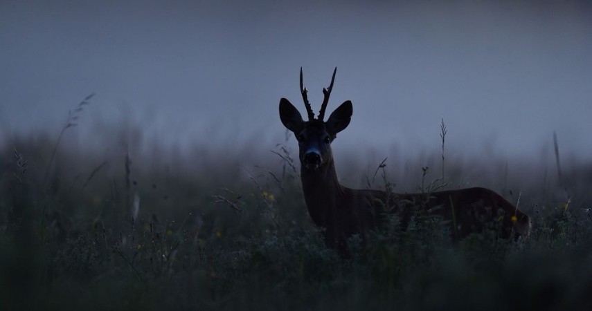 Image de Roe deer at night Roebuck at night Animal in the mist
