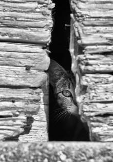 Image de Curious Cat