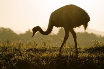 Bild von Emu