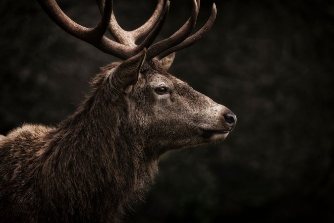 Image de Stag IV