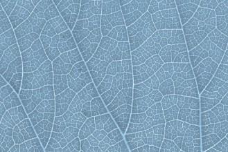 Image de Leaf texture pattern for spring background environment and ecology concept design Color effect
