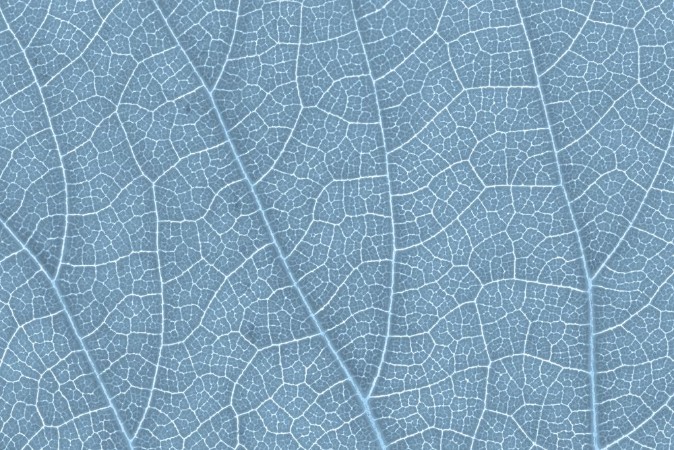 Picture of Leaf texture pattern for spring background environment and ecology concept design Color effect
