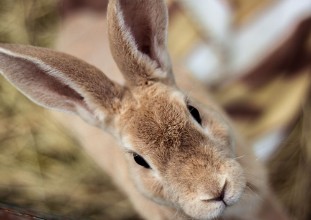 Picture of Cuteness overload - Rabbit