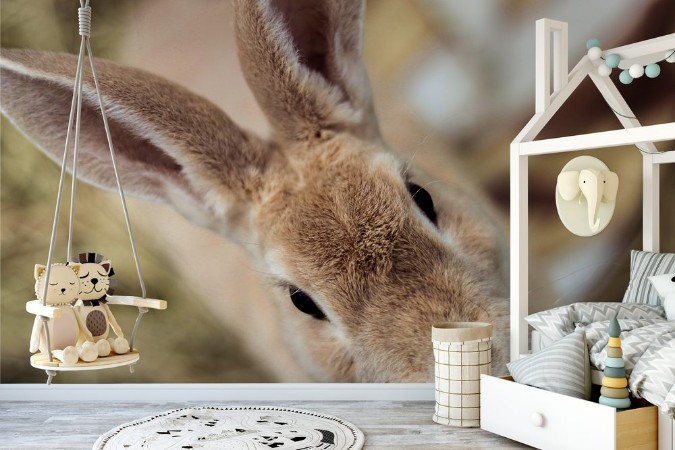 Bild på Cuteness overload - Rabbit