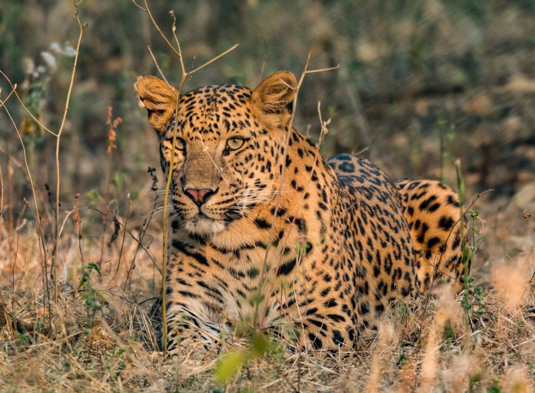 Image de Flora from jhalana forest Jaipur