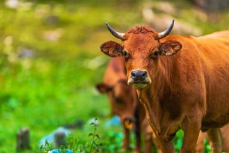 Slika Beef Cattle Brown Cow