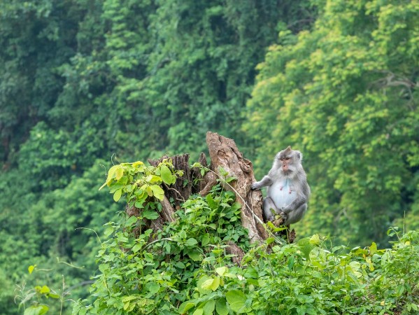Εικόνα της Monkey in Lombok Indonesia
