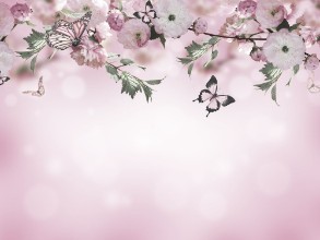 Picture of Flowers background with amazing spring sakura with butterflies Flowers of cherries
