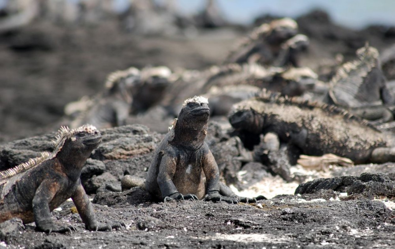 Image de Galapagos Marine Iguanas - 0818