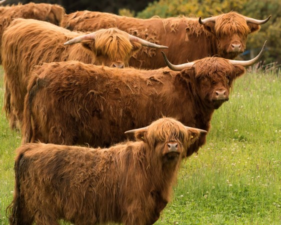 Attēls Group of Highland Longhorn Cattle in Triangular Pose
