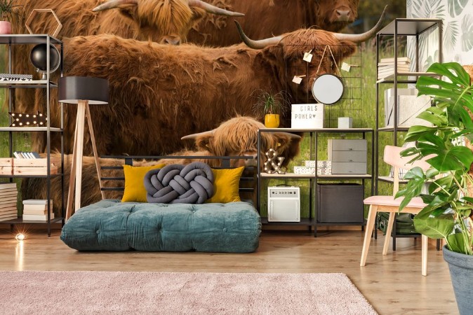 Attēls Group of Highland Longhorn Cattle in Triangular Pose