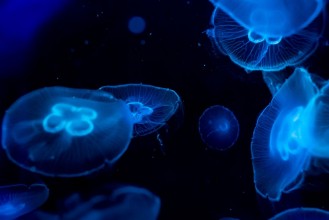 Bild vun Moon jelly fish in aquarium