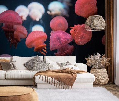 Afbeeldingen van Small jellyfishes swimming in aquarium