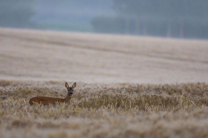 Picture of Chevreuil
