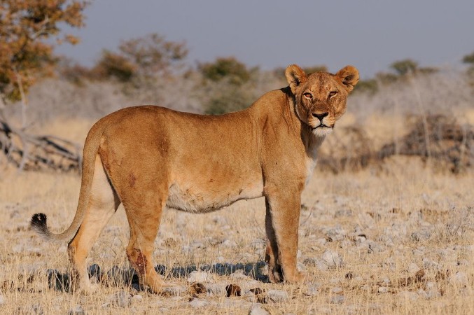 Picture of Lwin in der Trockenzeit Etosha Nationalpark Namibia