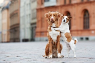 Ritratt ta’ Two adorable dogs posing on the street