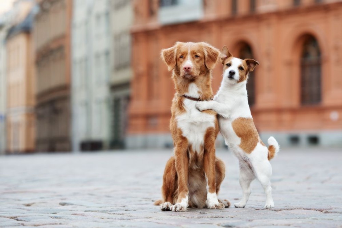 Picture of Two adorable dogs posing on the street