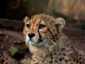 Obrázek Gepard