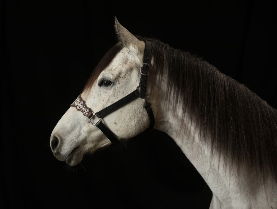 Picture of Sassy on Black Backdrop 2 - color
