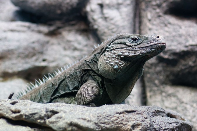 Picture of Iguanaboss