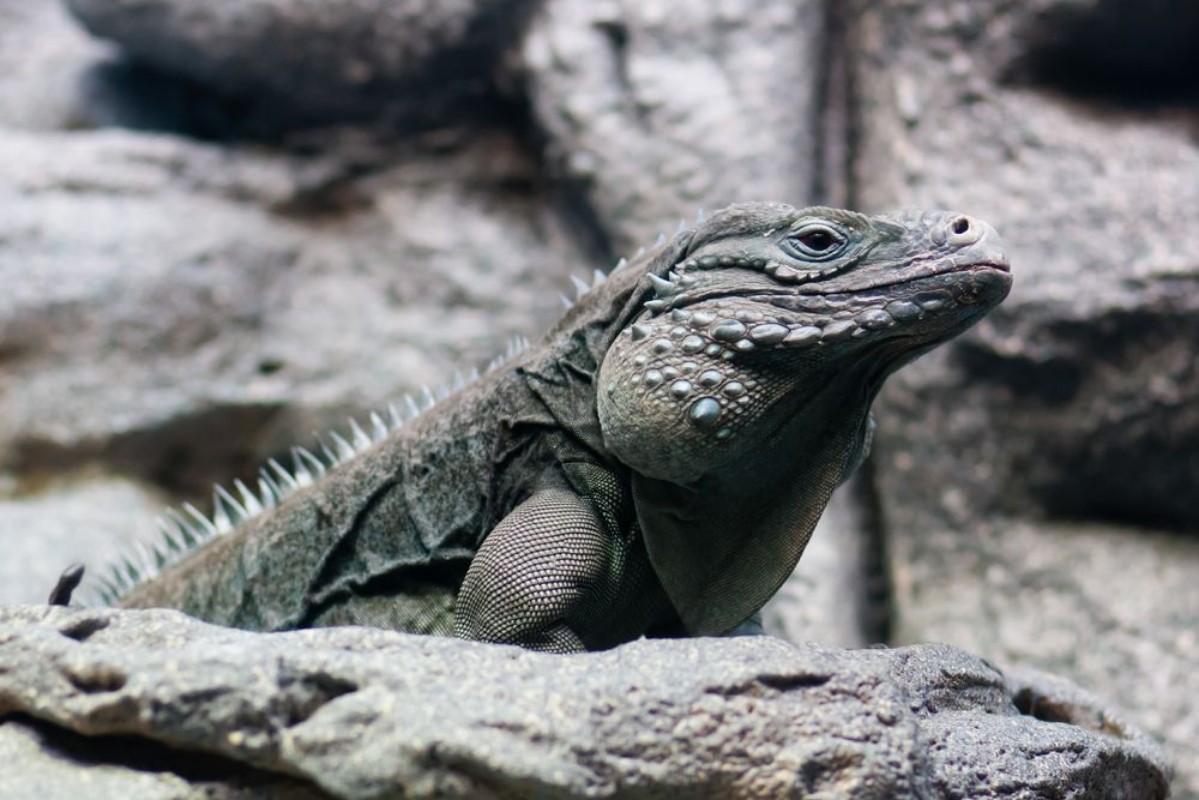 Picture of Iguana Boss
