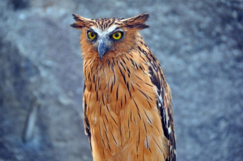 Picture of Owl
