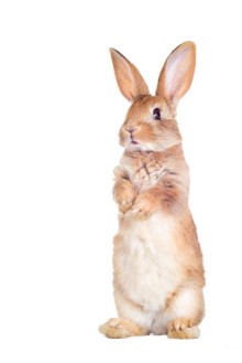 Image de Lapin en alerte