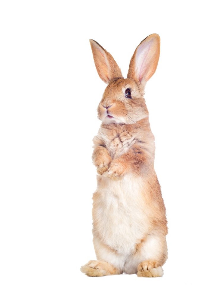 Picture of High Alert Rabbit