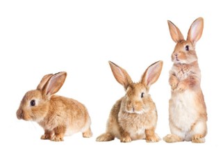 Bild von Rabbit Triplets