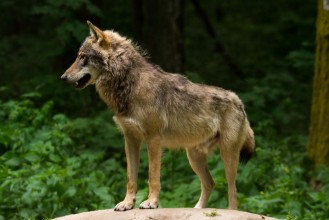 Immagine di Grey Wolf Canis lupus 