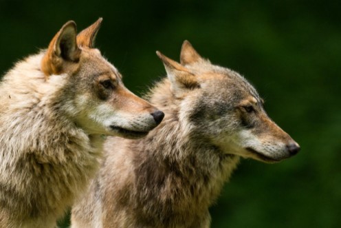 Picture of Grey Wolf Canis lupus 