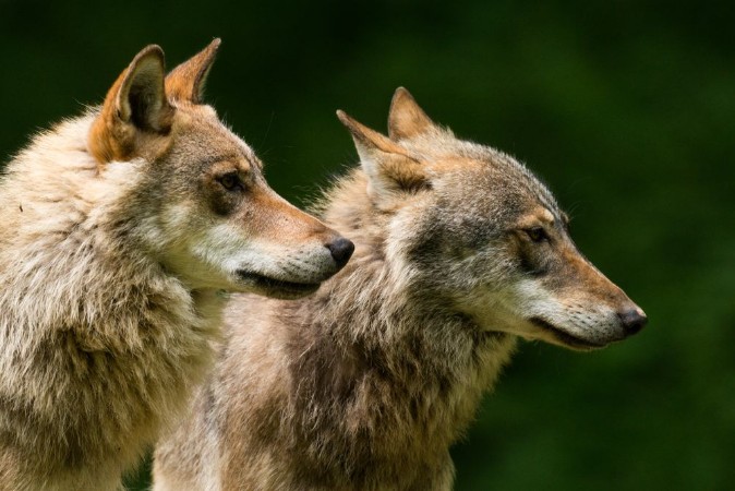 Picture of Grey Wolf Canis lupus 