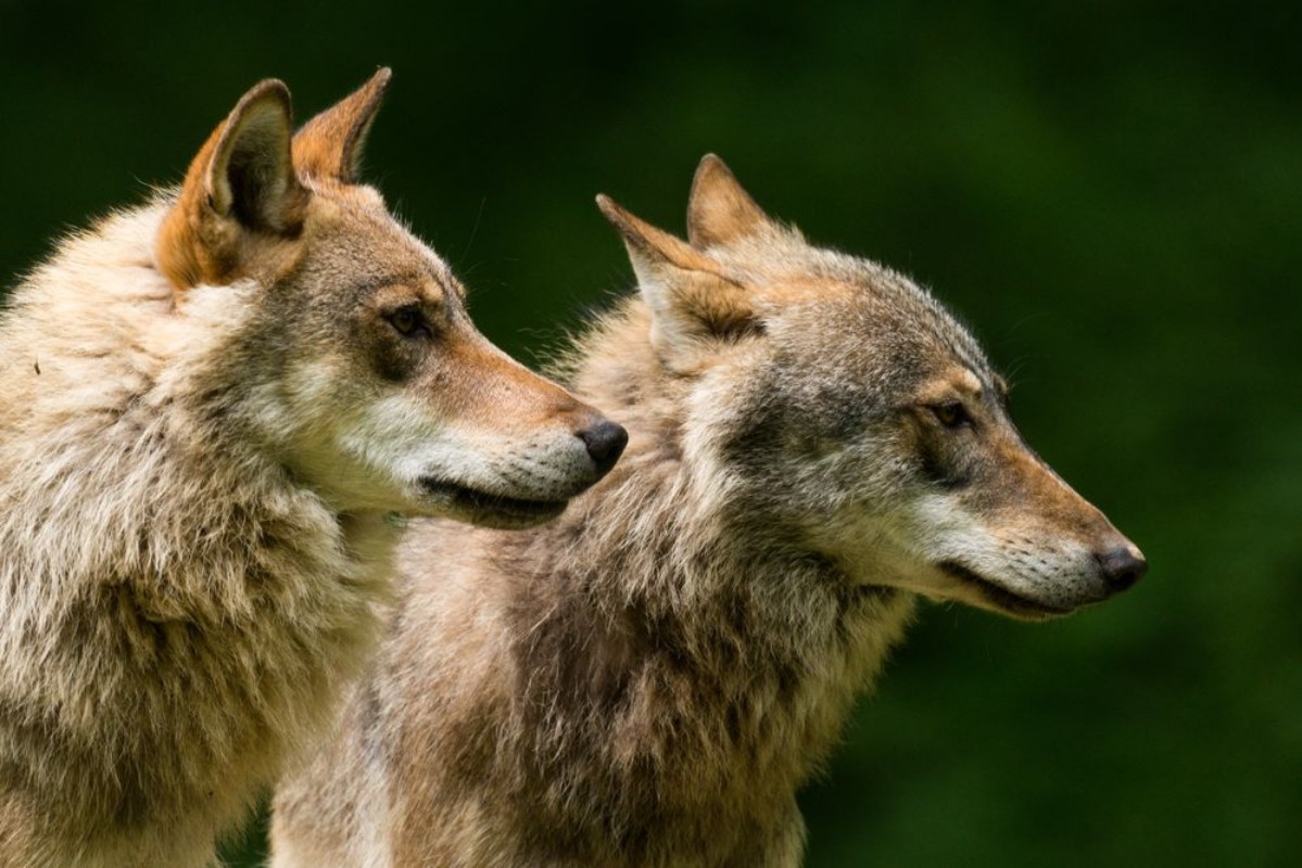 Picture of Grey Wolf Canis lupus 