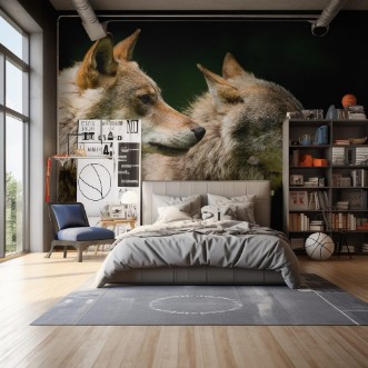 Picture of Grey Wolf Canis lupus 