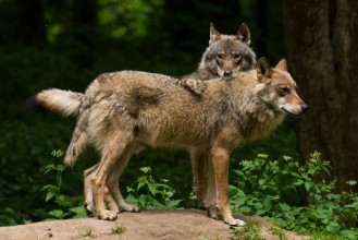 Afbeeldingen van Grey Wolf Canis lupus 