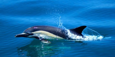 Imagen de Whale Wildlife