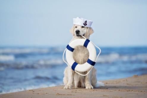 Picture of Sailor Golden retriver