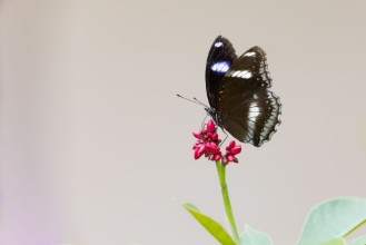 Afbeeldingen van Butterfly black-pink