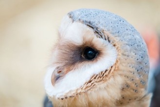 Bild von Common barn owl