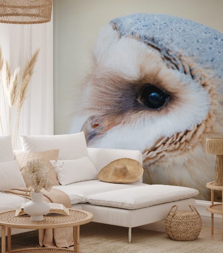 Afbeeldingen van Common barn owl