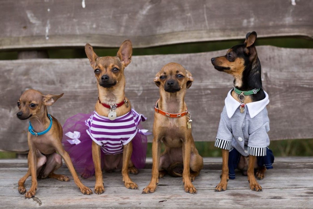 Image de Who let the dogs out