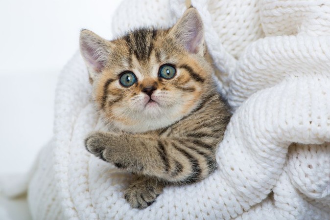 Picture of Adorable Kitten