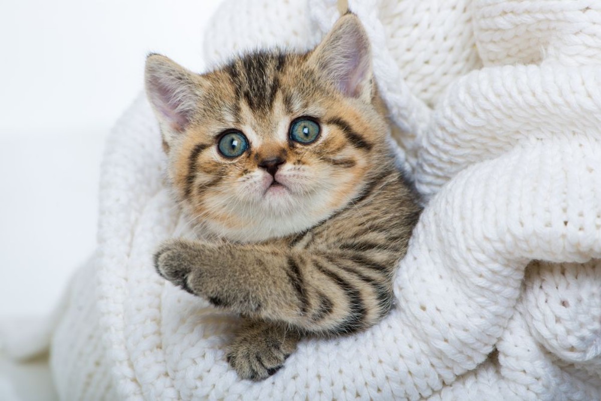 Picture of Adorable Kitten