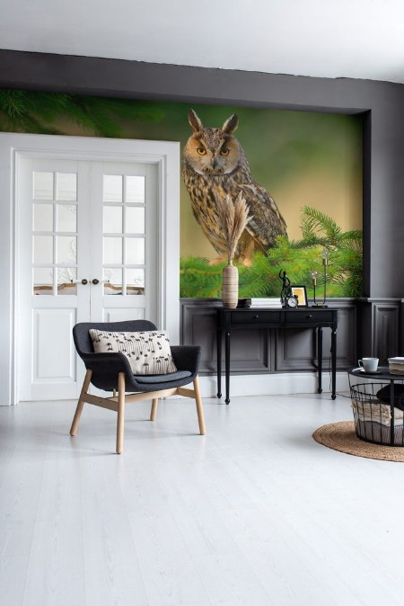 Afbeeldingen van Europaean Long Eared Owl Asio otus - natural forest green background 