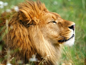 Image de Lion